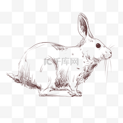 线描兔子手绘插画