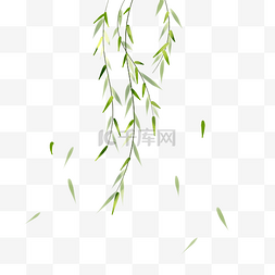植物花草手绘图片_柳树柳叶绿色手绘装饰