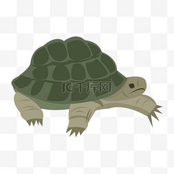 乌龟爬图片_手绘爬动的乌龟插画