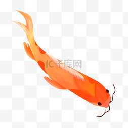 金色鱼锦鱼图片_红色长胡须锦鲤
