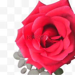 love矢量图图片_矢量绽放开的玫瑰花