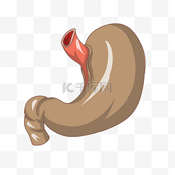 人体器官胃图片_咖色的胃手绘