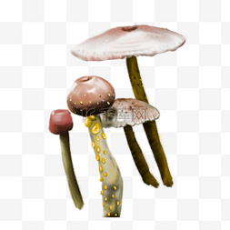 植物蘑菇大自然手绘插画psd