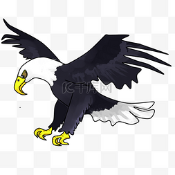 飞翔插图图片_手绘动物卡通老鹰