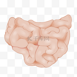 人体器官插图图片_卡通人体小肠插图