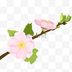 桃树叶子手绘图片_植物花类桃花春天盛开