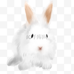 卡通小白兔可爱图片_卡通白色小兔子插画