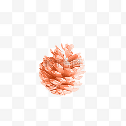 橙粉色桑果免抠图