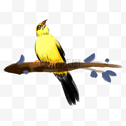 树枝上的黄鹂图片_朝上看的黄鹂鸟