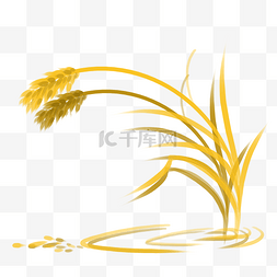 手绘秋天金黄的麦穗大米