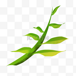 绿色植物藤曼图片_插画植物藤曼手绘风