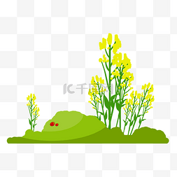 手绘生长的植物图片_手绘黄色油菜花插画