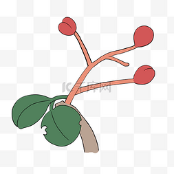 手绘植物美丽红色花椒果实