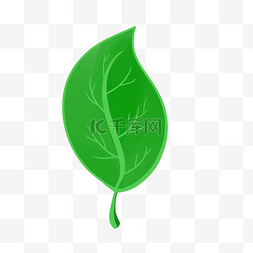 卡通绿色的植物图片_一片绿色的大叶子