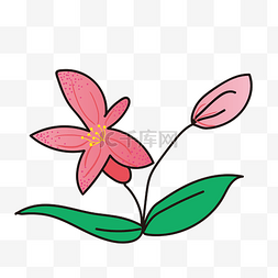 两朵粉红色的百合花