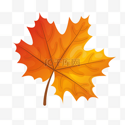 秋季手绘叶子图片_手绘卡通立秋红枫叶