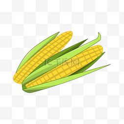 两棒嫩玉米粮食插画