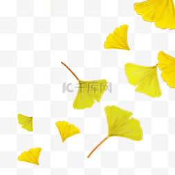 漂浮的黄色树叶图片_小清新漂浮的银杏叶