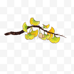 树枝果实植物素材图片_银杏树叶树枝插画