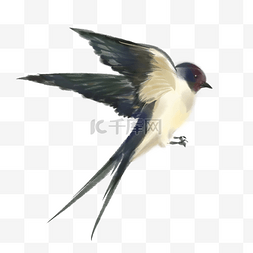 手绘飞翔的燕子图片_手绘可爱的燕子插画