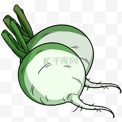 长形萝卜图片_手绘蔬菜绿萝卜