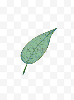 绿色装饰脉络叶子