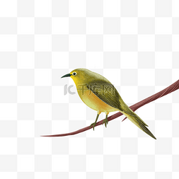 治愈绿色图片_手绘鸟类绿色黄鹂鸟