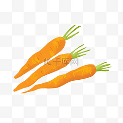 手绘插画新鲜蔬菜红萝卜