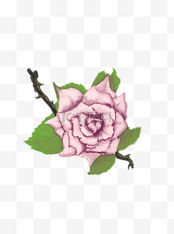 手绘简约唯美图片_粉红色的玫瑰花手绘简约唯美花卉