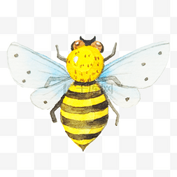 手绘黄色的蜜蜂插画