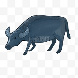 黄牛吃草图片_一只可爱的大水牛