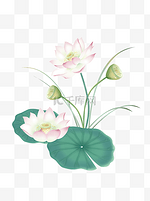 手绘清新水彩插画荷花荷叶花卉中国风植物