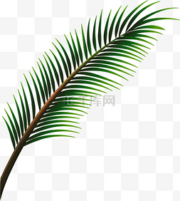 对立的绿色椰棕树叶子