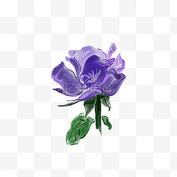紫色芙蓉鲜花