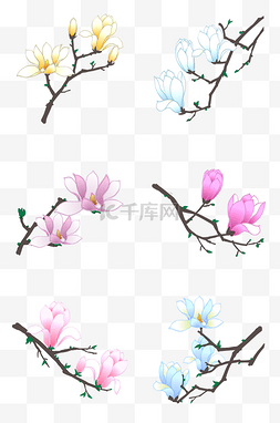 植物花卉免扣图片_玉兰花花卉合集PNG素材