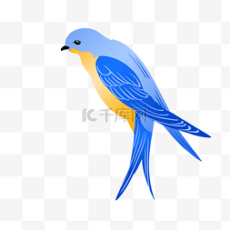 漂亮的蓝色燕子插画