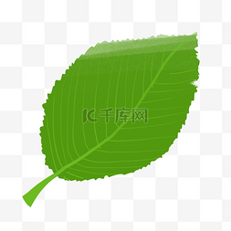 矢量绿叶素材图片_一片绿色的叶子