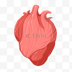 红色心脏器官图片_人体器官心脏插画