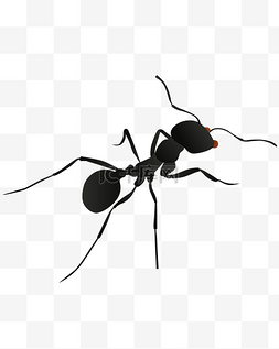 矢量动物插画图片_矢量手绘卡通蚂蚁