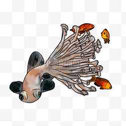 手绘插画珊瑚金鱼锦鲤