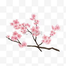樱花粉色手绘花枝图片_春季樱花花枝插画