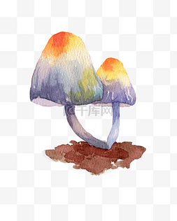 伞蘑菇真菌