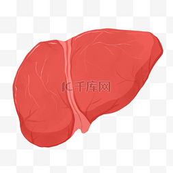肝脏png图片_人体器官肝脏插画