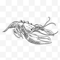 龙虾手绘线稿素材