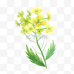 黄色的油菜花鲜花插画