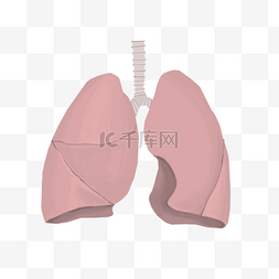 人体器官肝脏图片_人体器官肝脏插画