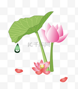 植物粉色荷花图片_绿色的荷叶和粉色荷花