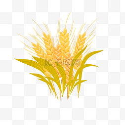 图片_成熟的小麦