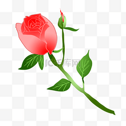 玫粉色玫瑰花图片_粉红色玫瑰花骨朵