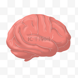 手绘人体器官大脑插画